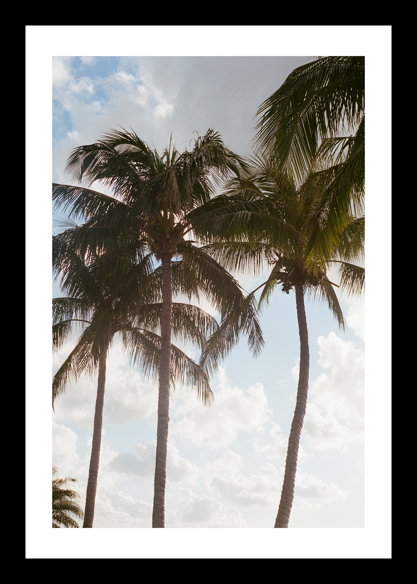 The Palms | Cabo